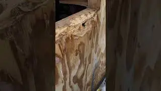 Bear destroyed the cabin