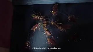 Godrej HIT Anti Roach Gel &ndash; Kill cockroaches in their nest | 20 sec l Bhojpuri
