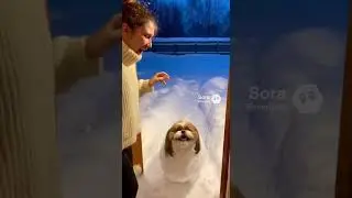 Snow-Covered Dog&rsquo;s Winter Adventure ❄️🐕 #viral #youtubeshorts