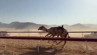 ش٢. زمول ( شاهين ) ل محمود محمد البدول 