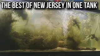 Fish Biologist Reveals Personal Aquarium