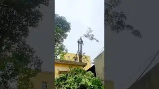 Amazing tree work timelapse #treeremoval #treecuttingpov #treework
