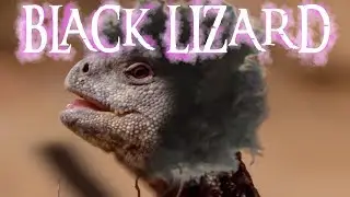 black lizard - a short documentary