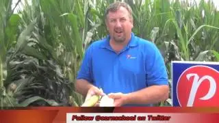 Corn School 2-23: Assessing Relative Maturity Among Hybrids