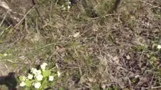 Primula vulgaris - Yellow Primrose - Laufeyjarlykill - Sk&oacute;garplanta - Pottaplanta