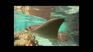 Aussie's in America Ep 10 Discovery Cove Florida