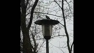 The Metalpecker 2 - drumming again #metal #drumming #woodpecker #metalpecker