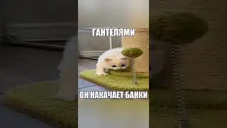 Cats - Огромный кот