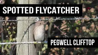 Spotted Flycatcher - Pegwell Clifftop