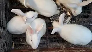 RABBIT RAISING! | RABBIT EATS SUNFLOWER SEEDS