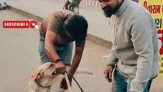 #Jiyo with Morning Walk with sons#you tube chanal#dog my family's# follow me #subscribe me