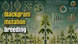 Screening YVMV-Resistant Blackgram Mutants | Genetic Variability Study in Field | Yield Improvement