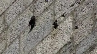 Choucas des tours - Eurasian Jackdaw