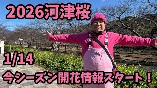 【2026河津桜】 1/14 最新開花予測　つつけん始動　河津桜まつり　
