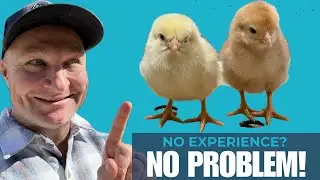 Budget-Friendly Baby Chick Coop: Step-by-Step Guide!