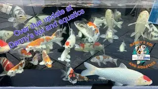 Update at Danny’s koi and aquatics #koi #fish #quality #pondfish #wow #