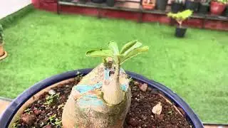 🌱 How to Graft a New Seedling on Adenium Trunk 🌳 | 🔧 Step-by-Step Guide 📘