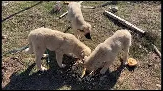 Kitmir Bergtour: F&uuml;tterung der Stra&szlig;enhunde in der T&uuml;rkei