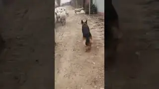 German Shepherd Herding Sheep's #short #shortvedio #youtubeshort
