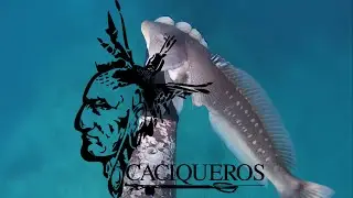 Pesca submarina Chile, caza submarina, Fin del Verano parte 2- Spearfishing in Chile