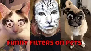 Pets On Funny Filters - TRY NOT TO LAUGH #pets #animals #funny