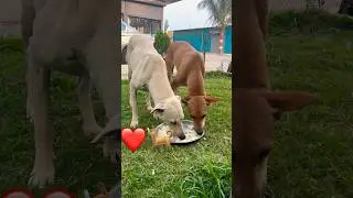 Cute & Loyal Street Dogs 🐶&hearts;️🐶 #shortsfeed #trending #puppy #dog #doglove #dogcare #dogtraining 🐕