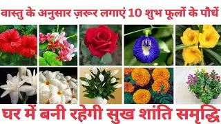 Top 10 Lucky Flower Plant for home/सुखमय जीवन के लिए लगाएं ये शुभ वास्तु पौधे/lucky vastu plant 2026