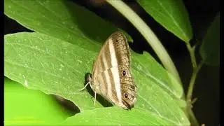 Pareuptychia ocirrhoe interjecta Serra do Japi SP 24 3 2021 Antonio Silveira