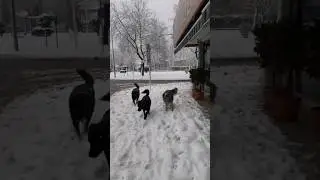 Three brothers, follow me!! #winterinsapanca #streetdogs #doglovers #dogshorts #doglife #snow #dogs