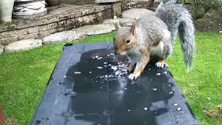 BIG FAT Squirrel Steals ALL the Bird Food! Archi Takes Over the Garden