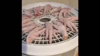 Dehydrating chicken feet dog treats