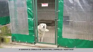 Genova, il canile Monte Contessa: 