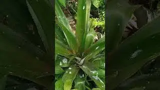 #pineappletree#shorts#video