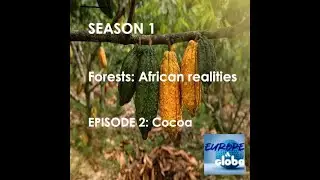 Forests: African realities, Episode 2: Cocoa