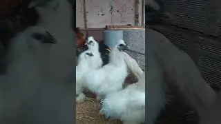 Cri&aacute;torio E&F🐔