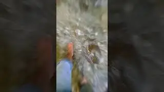 Hidden waterfall in bir billing #Bangoru #waterfall #himchal #explore #youtubeshorts