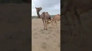 حب الجمل ومساندة الطفل