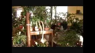 Peoples Flower Shops Main Video (Long Version)
