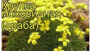 Крупка моховидная (драба). Краткий обзор, описание характеристик, где купить саженцы
