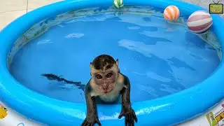 Johnny the monkey swimming in the pool