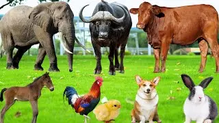 Farm Animal Sounds: Cow, Buffalo, Chicken, Pig, Duck, Cat, Dog, Monkey, Hippopotamus &ndash; Animal Video