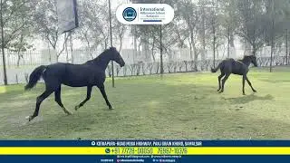 HORSE RIDING TRAINING