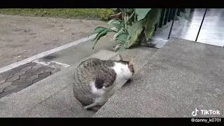 Tik tok  Toe: A pawless kitten the most moving