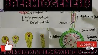 SPERMIOGENESIS/STRUCTURE OF S PERM/AXIAL FILAMENT