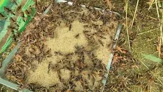 Insects in Southeast Asia.2025 #insects #birdenthusiast #bird