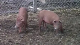The best pigs for bacon