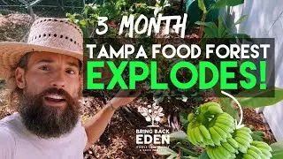 Tampa Food Forest THRIVES in Just 3 Months! 🌱 How to Grow a Resilient Florida Food Forest