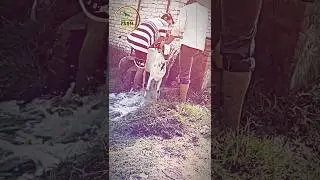 #goatfarming #beetalgoats #bathing #washing  #viral  #deepgoatfarm || DEEP GOAT FARM||