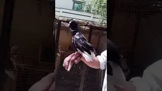 Beautiful Bird #Pigeonloft