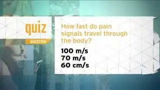 Quiz - How fast do pain signals travel through the body?